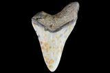 Bargain, Megalodon Tooth - North Carolina #76317-1